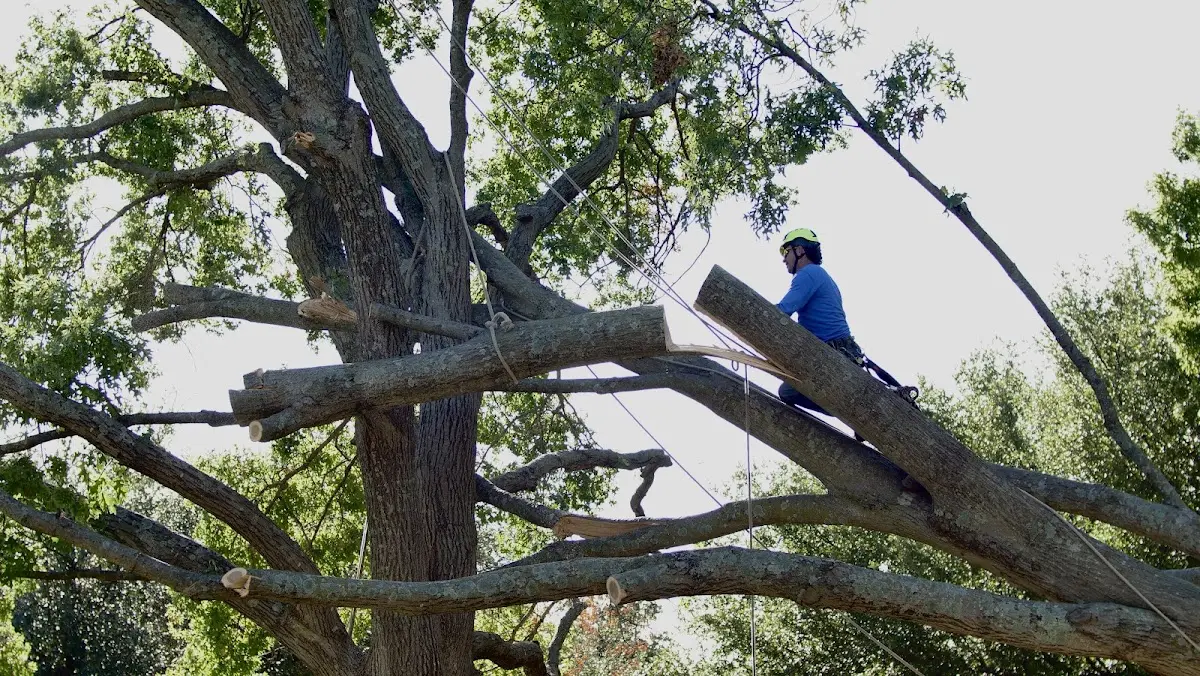Professional Crown Thinning performed by certified arborists in Barron